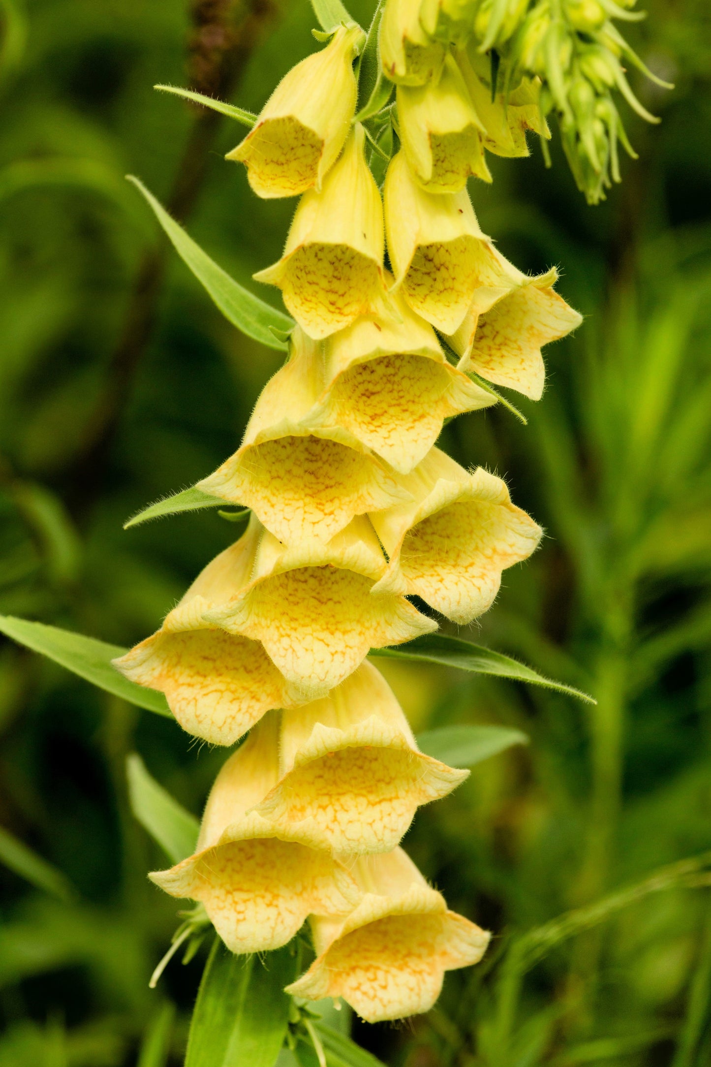 100 Yellow Foxglove (Digitalis Grandiflora) Seeds