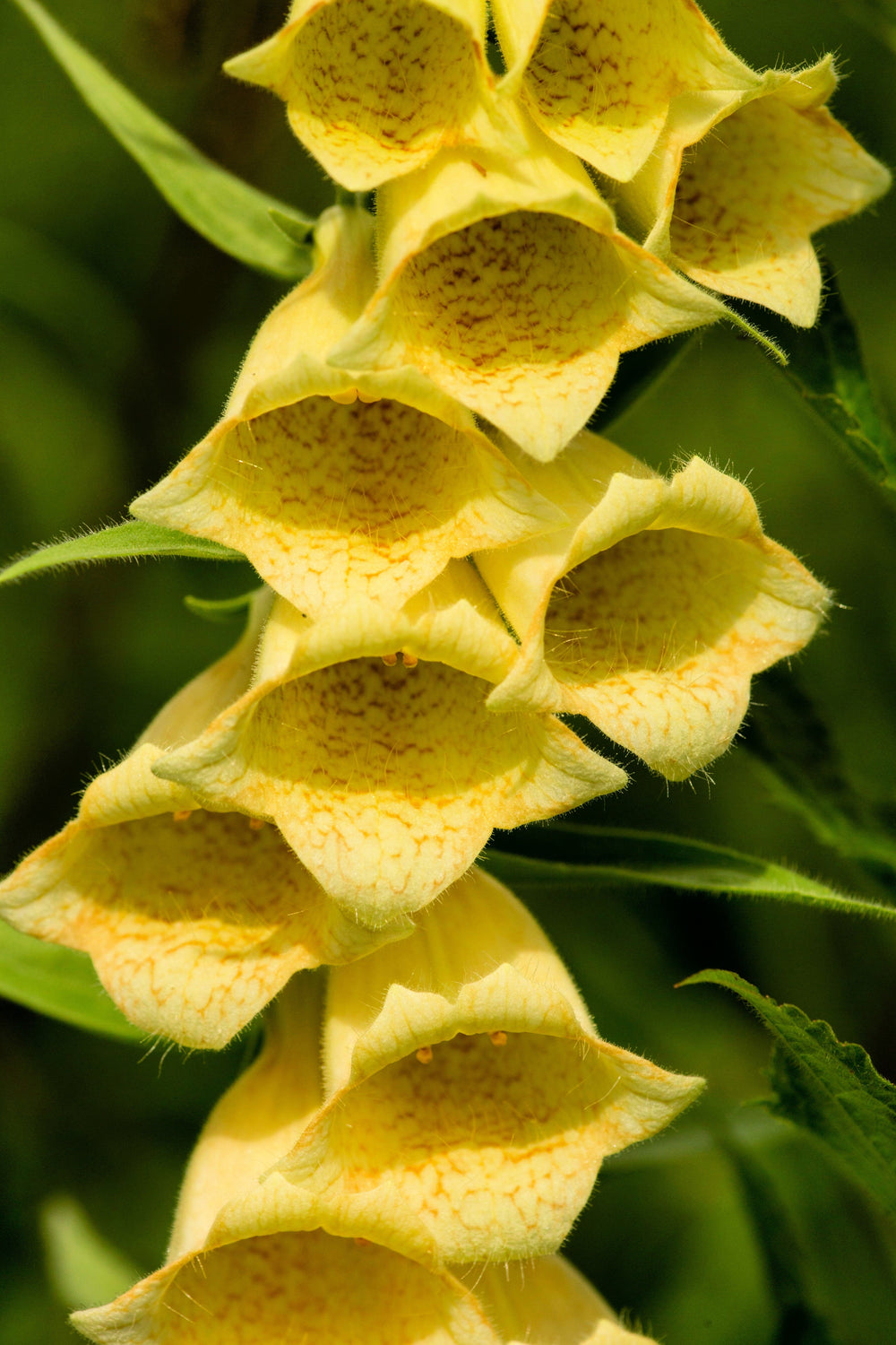 100 Yellow Foxglove (Digitalis Grandiflora) Seeds