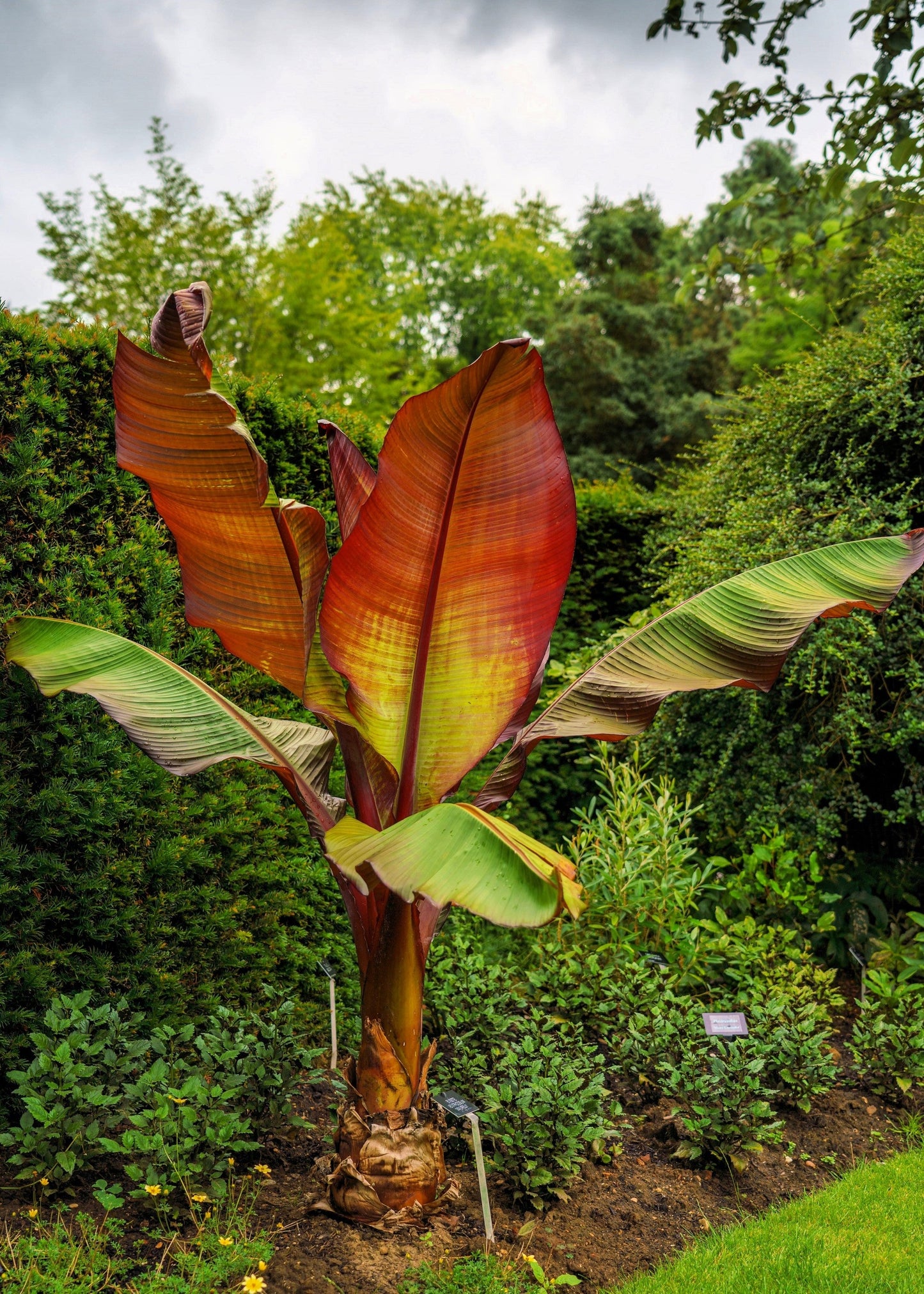 5 Red Abyssinian Banana (Musa Ensete Ventricosum) Seeds