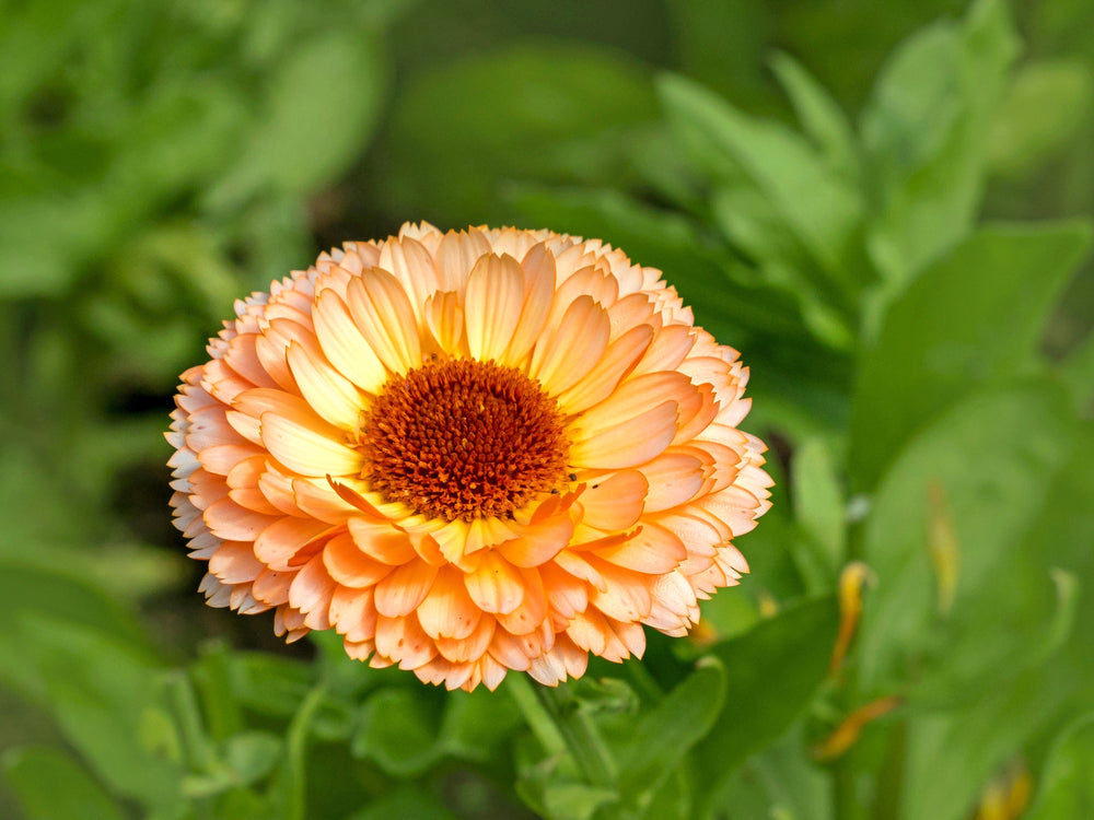 20 Zeolights Calendula (Calendula Officinalis) Seeds