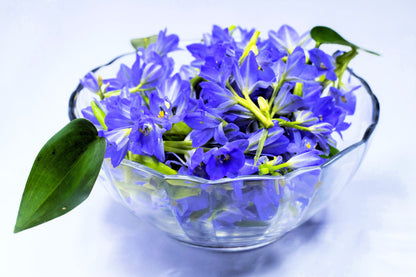 30 Dark Blue NIKITA GENTIAN Gentiana Dahurica Siberian Flower Herb Seeds