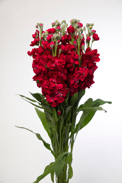 50 Crimson RED STOCK Matthiola Incana Ten-Week Gillyflower Seeds
