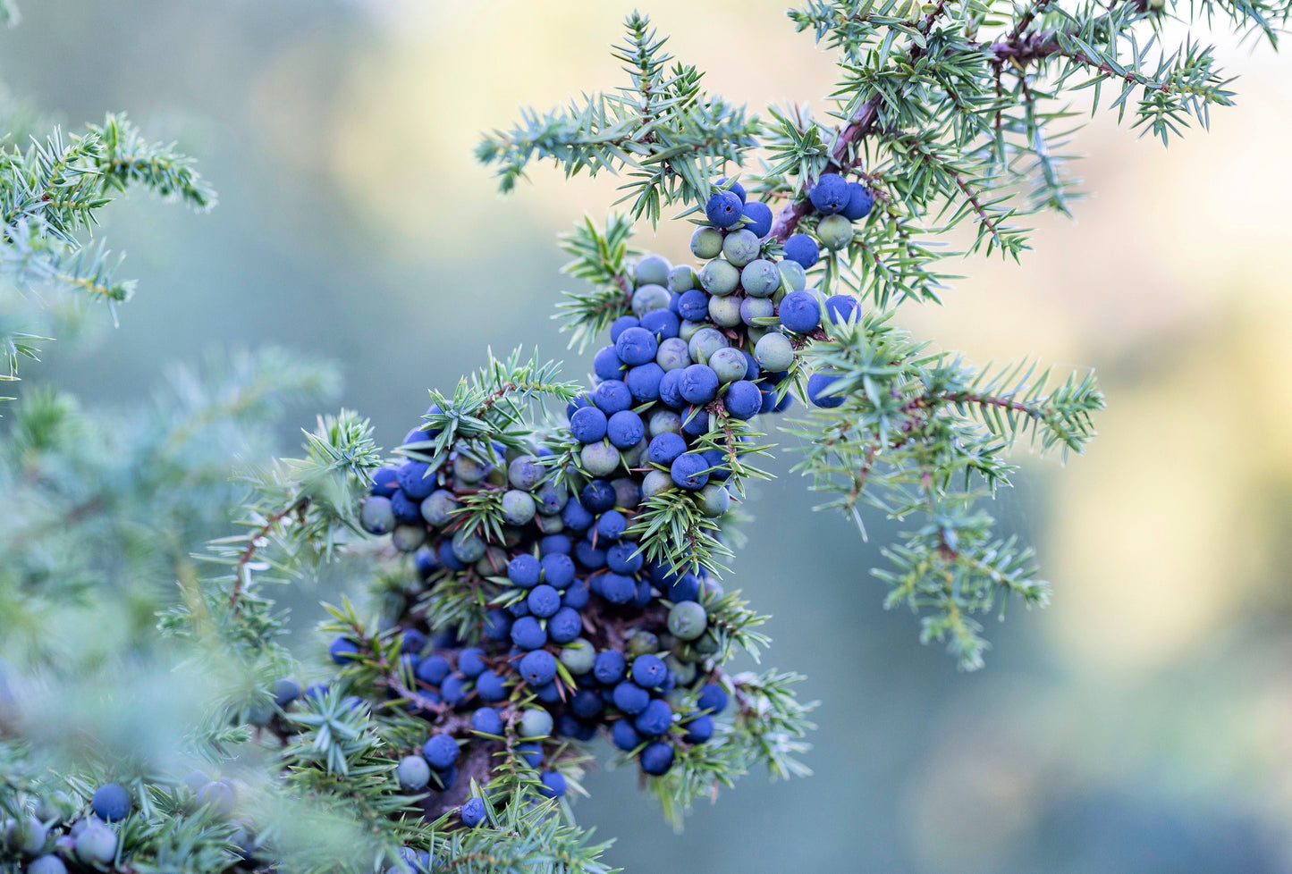 60 Common Juniper (Juniperus Communis) Seeds