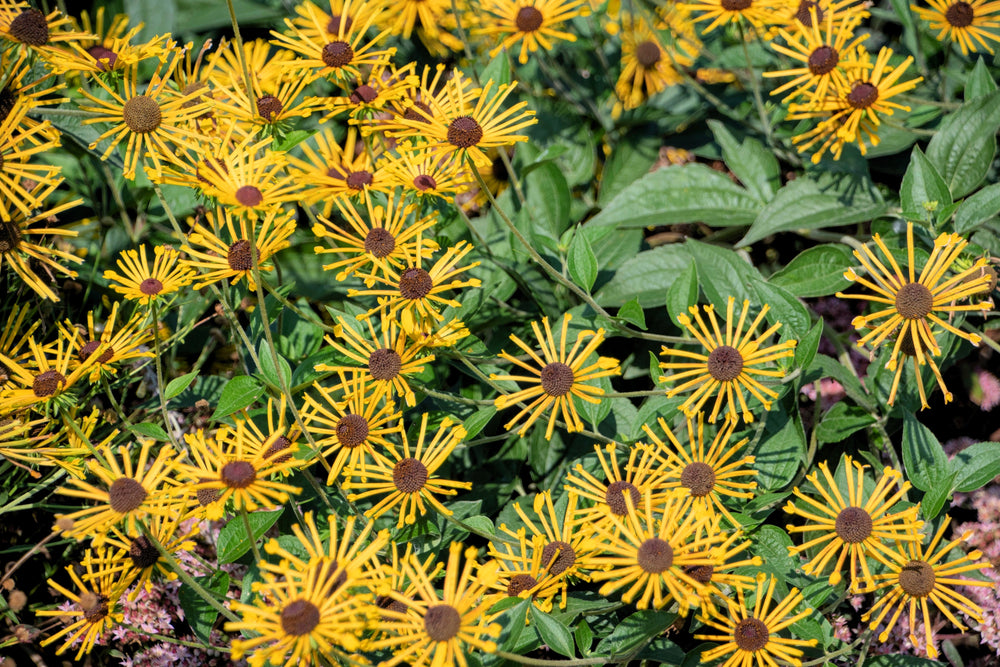 300 Sweet Coneflower (Rudbeckia Subtomentosa; Sweet Black Eyed Susan) Seeds