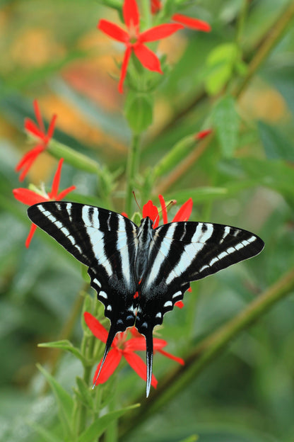 20 Royal Red Catchfly (Silene Regia) Seeds