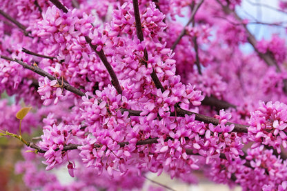 Giant Redbud (Cercis gigantea) Seeds – 40 ct