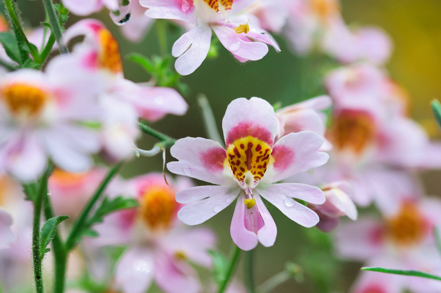 200 Butterfly Orchid (Schizanthus Wisetonensis) Seeds