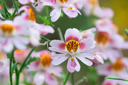 200 Butterfly Orchid (Schizanthus Wisetonensis) Seeds