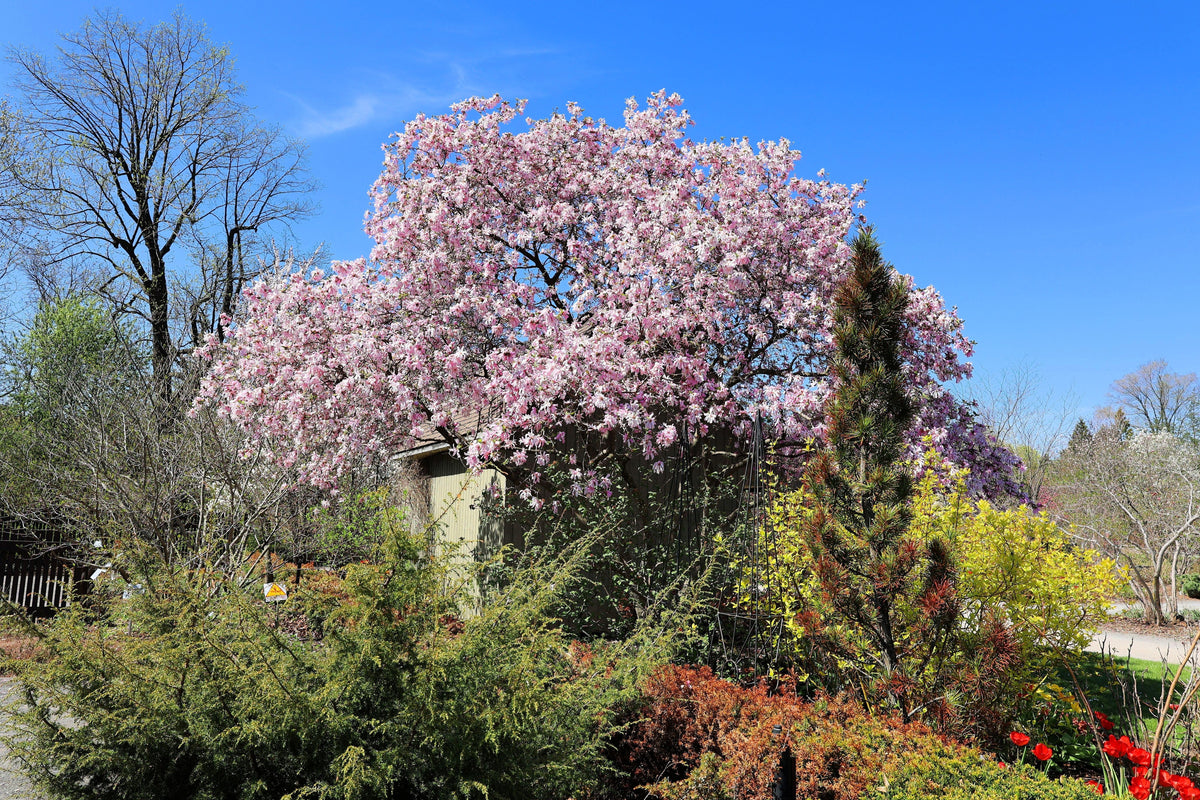 5 LILY MAGNOLIA Flower TREE Pink & Purple Fragrant Tulip Magnol Liliiflora Seeds