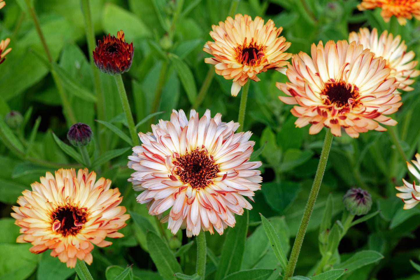 20 Zeolights Calendula (Calendula Officinalis) Seeds