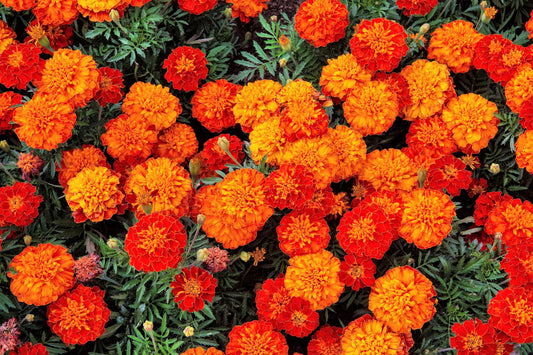 400 French Marigold Sparky (Tagetes Patula) Seeds