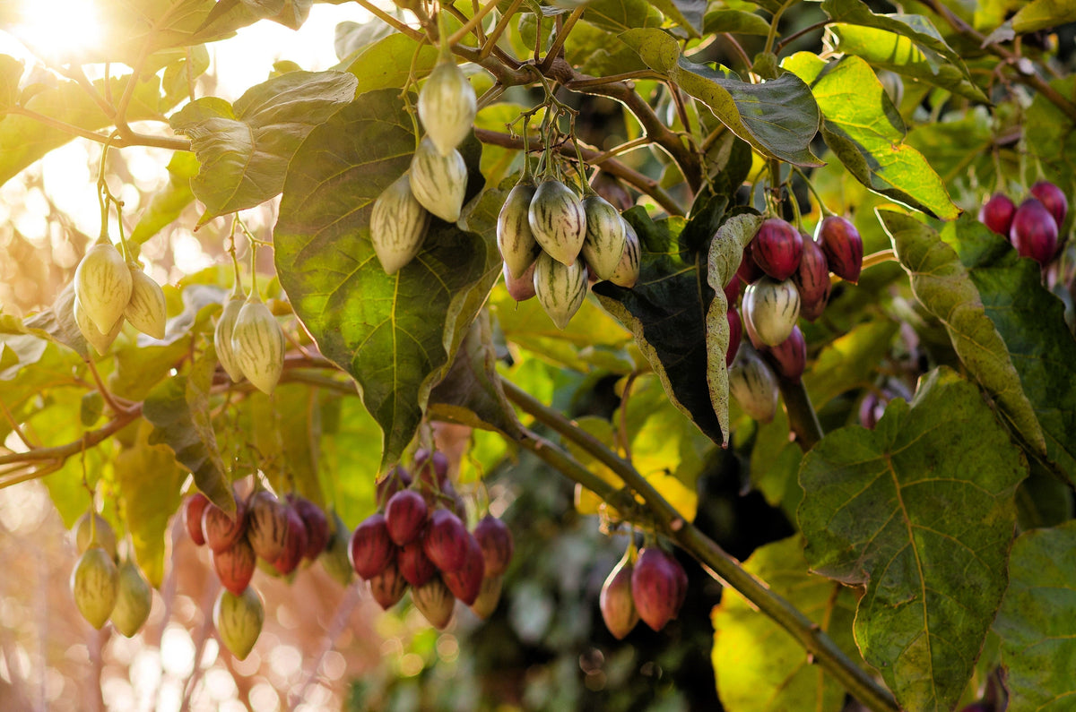 10 Tamarillo (Cyphomandra Betacea Solanum) Seeds