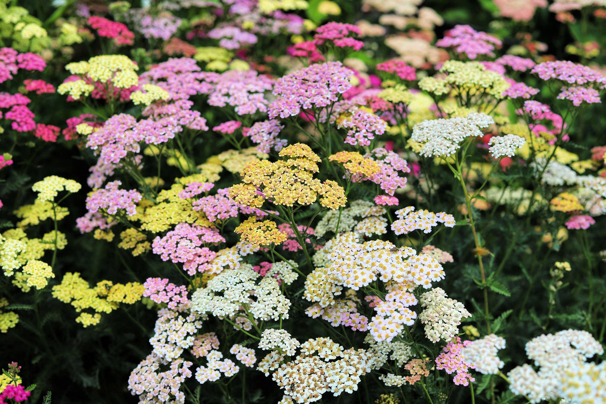 500 MIXED SUMMER YARROW Achillea Millefolium Red Pink White Gold Peach Herb Flower Seeds