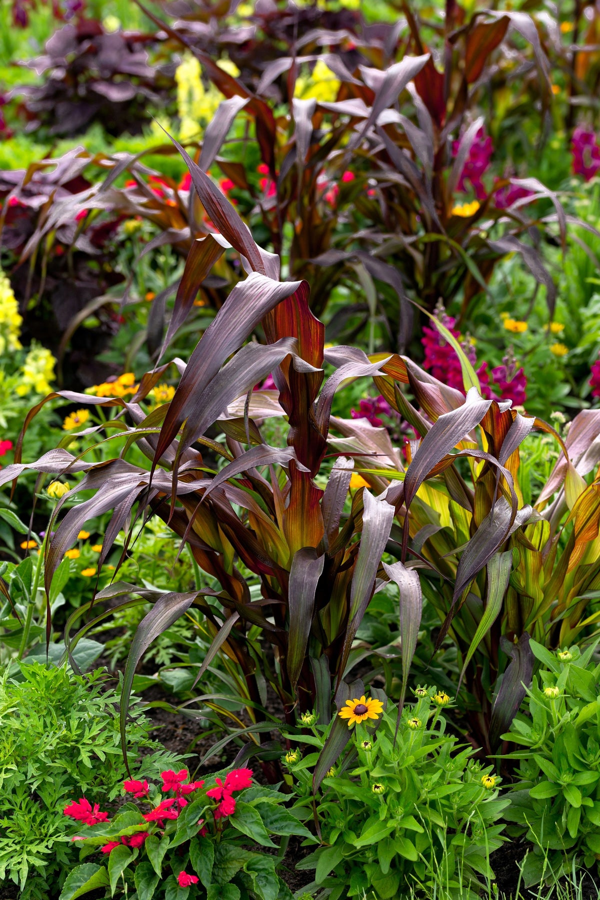 Red Jewel Millet (Setaria italica) Seeds – 25 ct