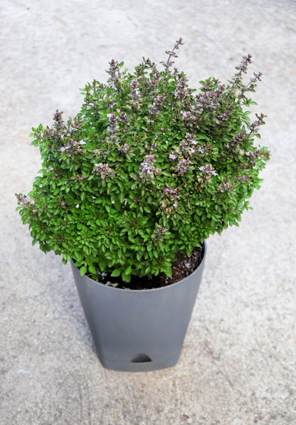 500 Dwarf Greek Basil (Ocimum Basilicum) Seeds