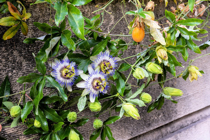 10 Passionflower / Passion fruit (Passiflora Caerulea) Seeds