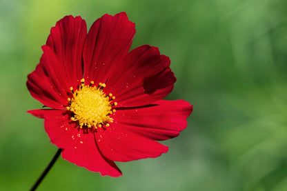 300 Cosmos Dazzler (Cosmos Bipinnatus) Seeds