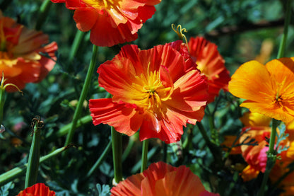 Mikado California Poppy (Eschscholzia californica) Seeds – 1,500 ct