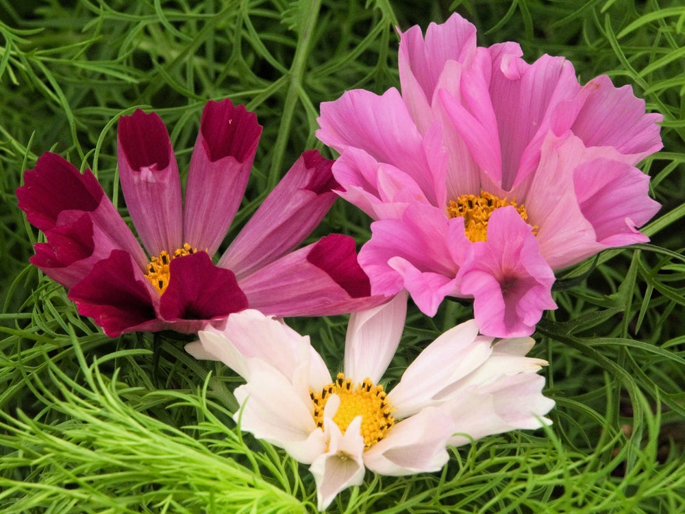 Seashells Cosmos (Cosmos bipinnatus) Seeds – 200 ct