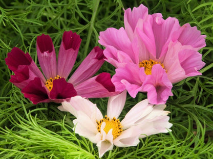 Seashells Cosmos (Cosmos bipinnatus) Seeds – 200 ct