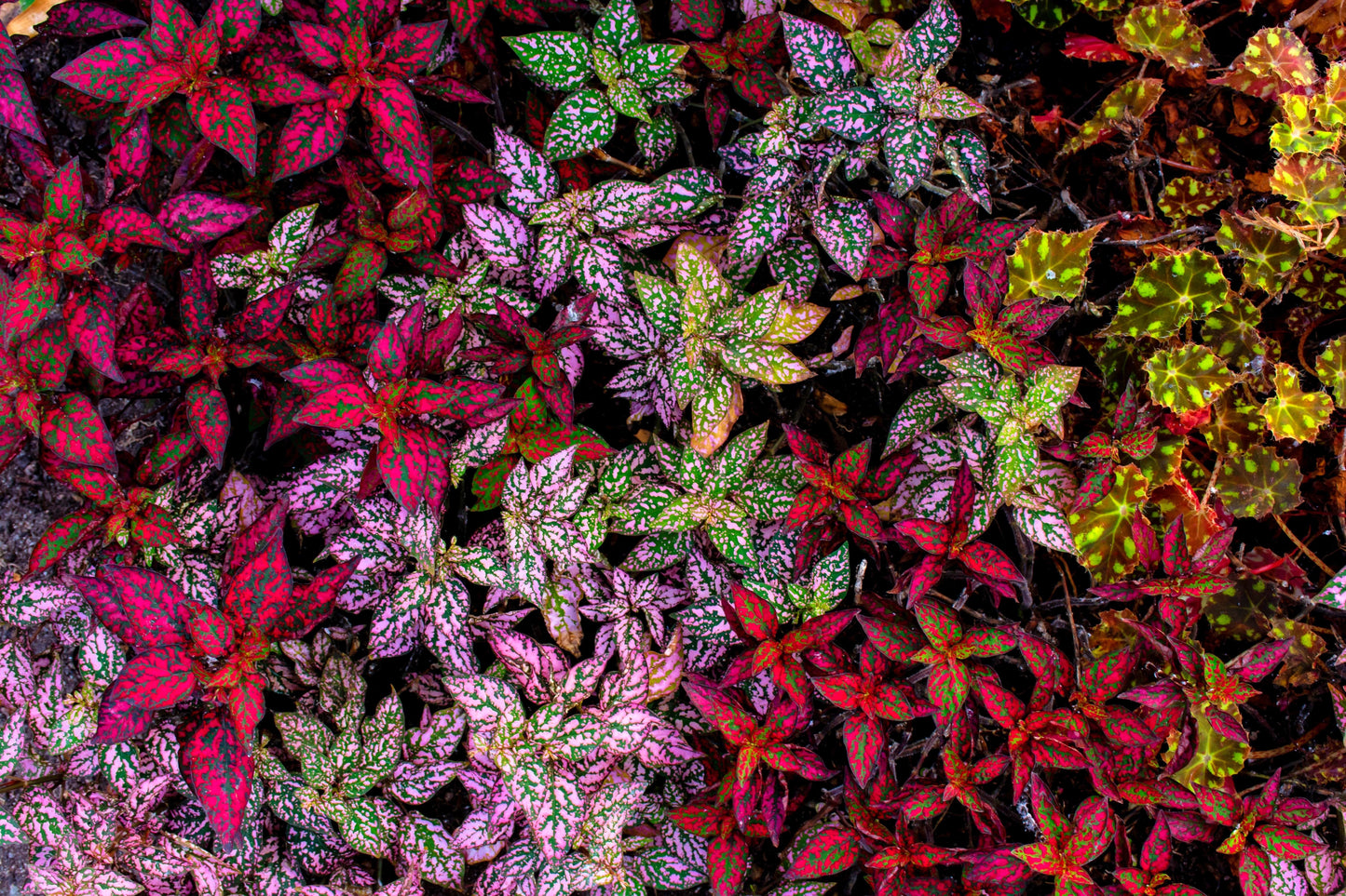 10 Polka Dot Plant (Hypoestes Phyllostachya) Seeds