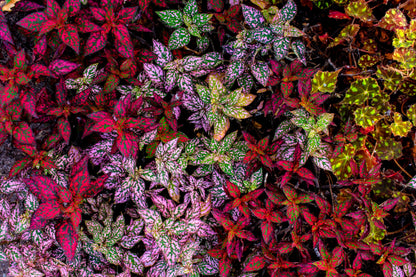 10 Polka Dot Plant (Hypoestes Phyllostachya) Seeds