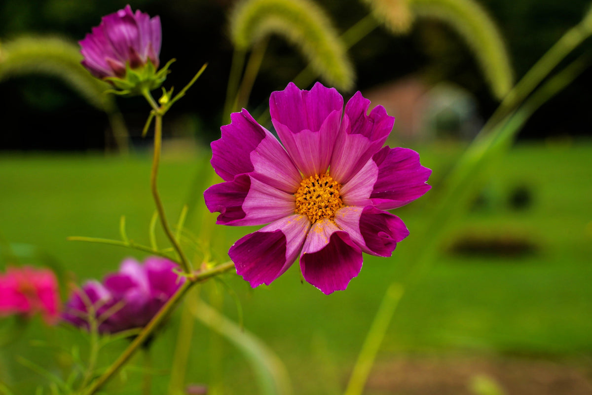 Seashells Cosmos (Cosmos bipinnatus) Seeds – 200 ct