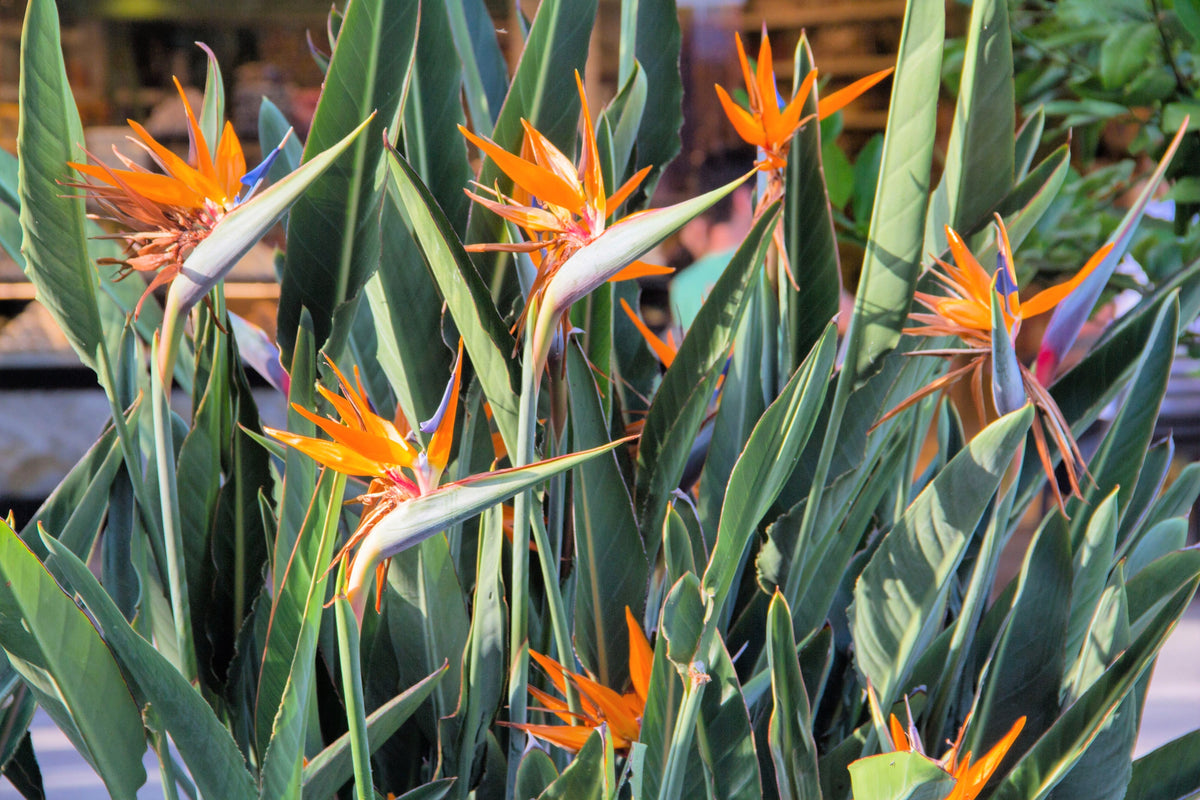 Bird of Paradise (Strelitzia reginae) Seeds – 5 ct