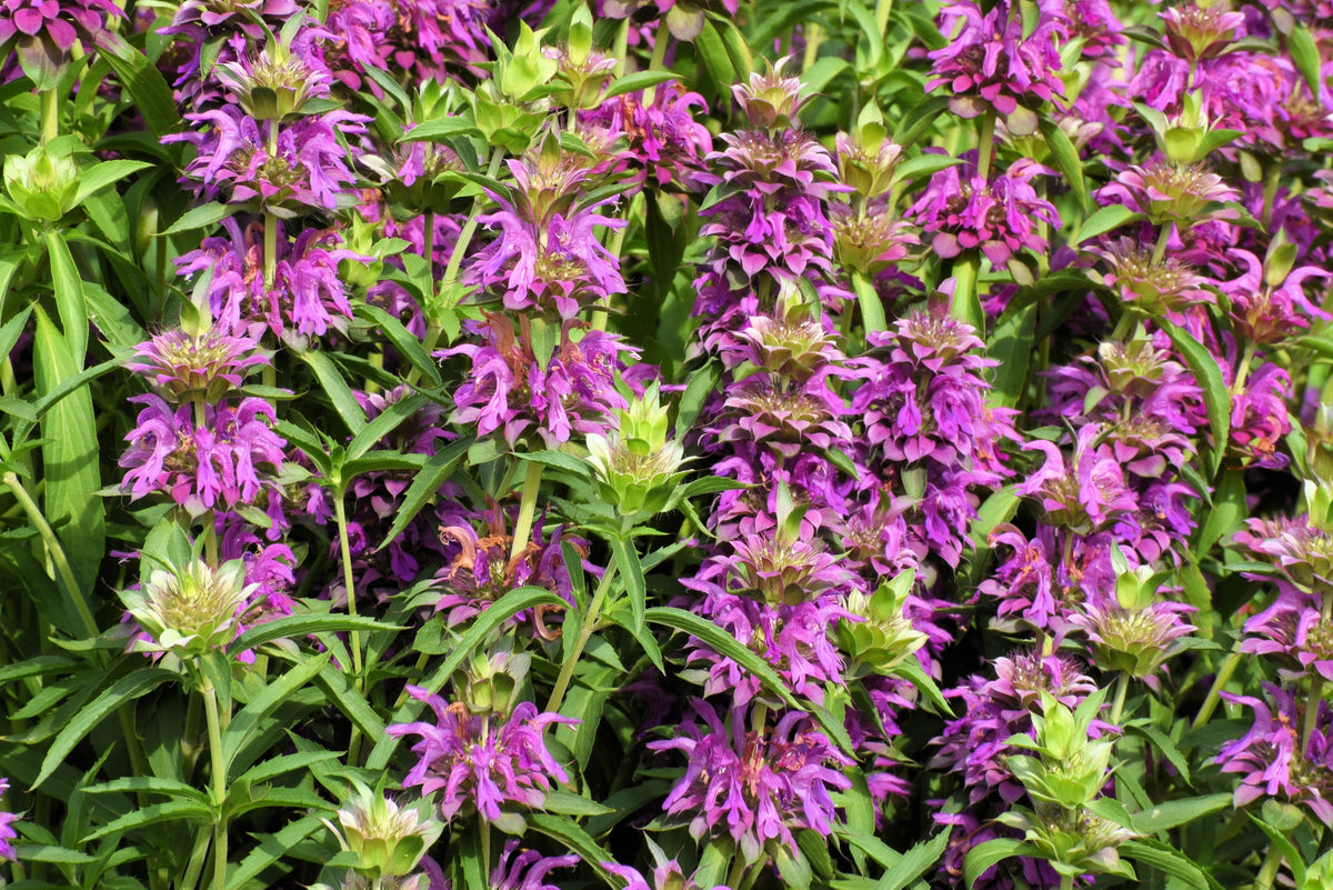 2000 BEE BALM Lemon MINT Monarda Citriodora Herb Purple Flower Seeds
