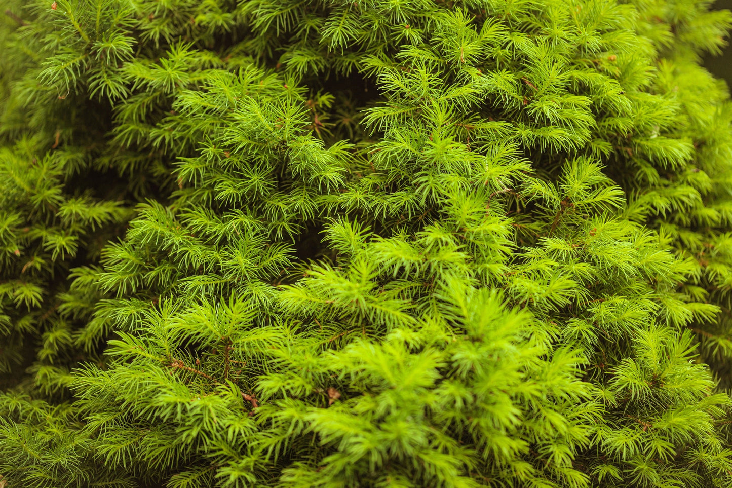 60 Common Juniper (Juniperus Communis) Seeds