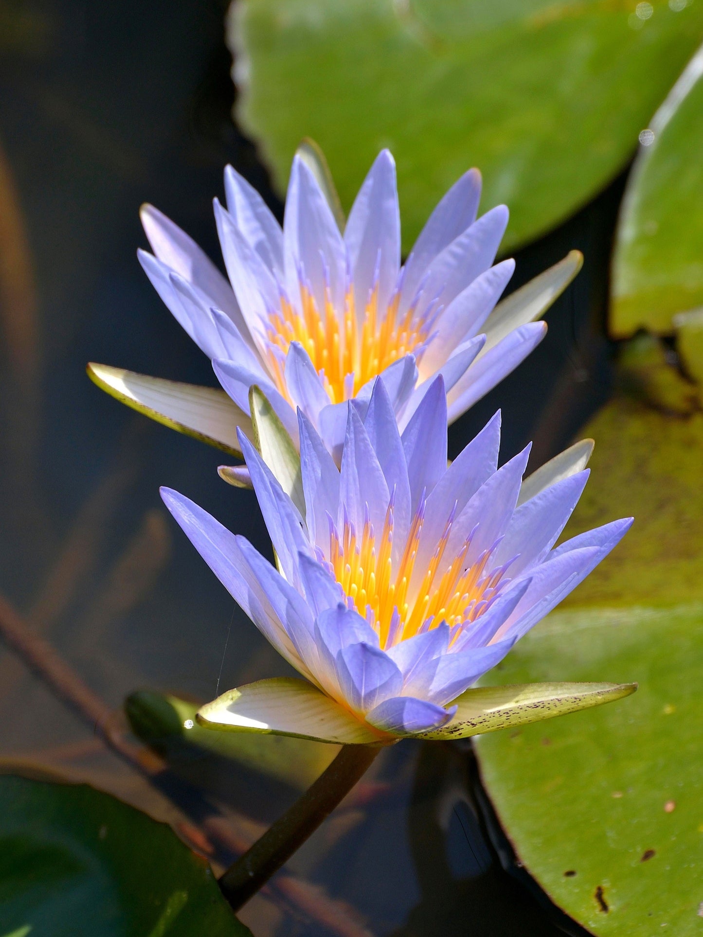 10 Blue Water Lily (Nymphaea Caerulea) Seeds