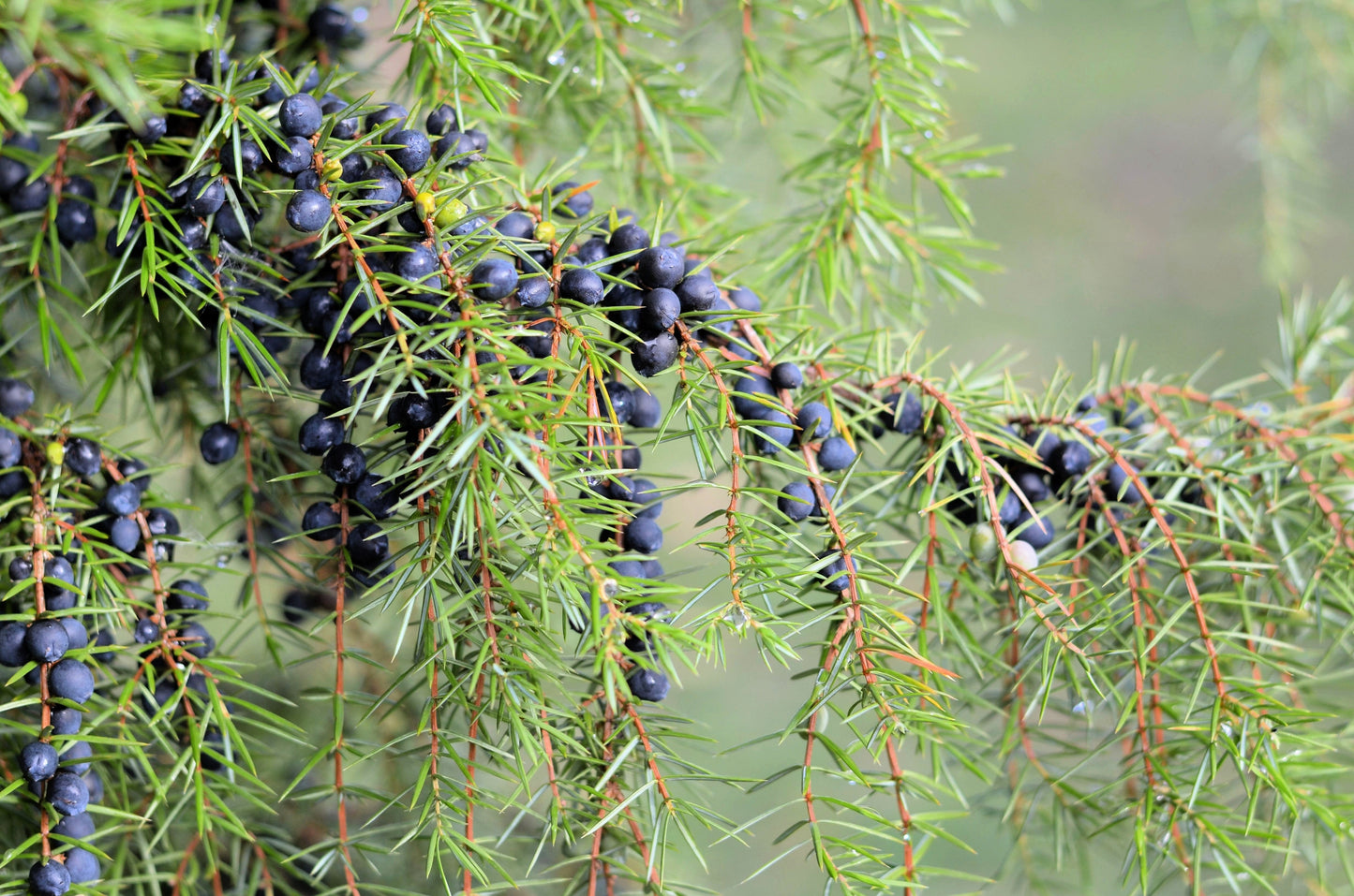 60 Common Juniper (Juniperus Communis) Seeds