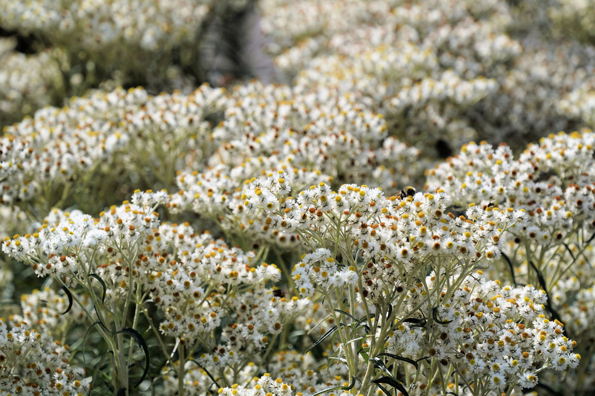 Pearly Everlasting (Anaphalis margaritacea) Seeds – 100 ct