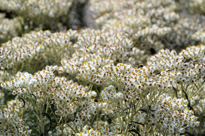 Pearly Everlasting (Anaphalis margaritacea) Seeds – 100 ct