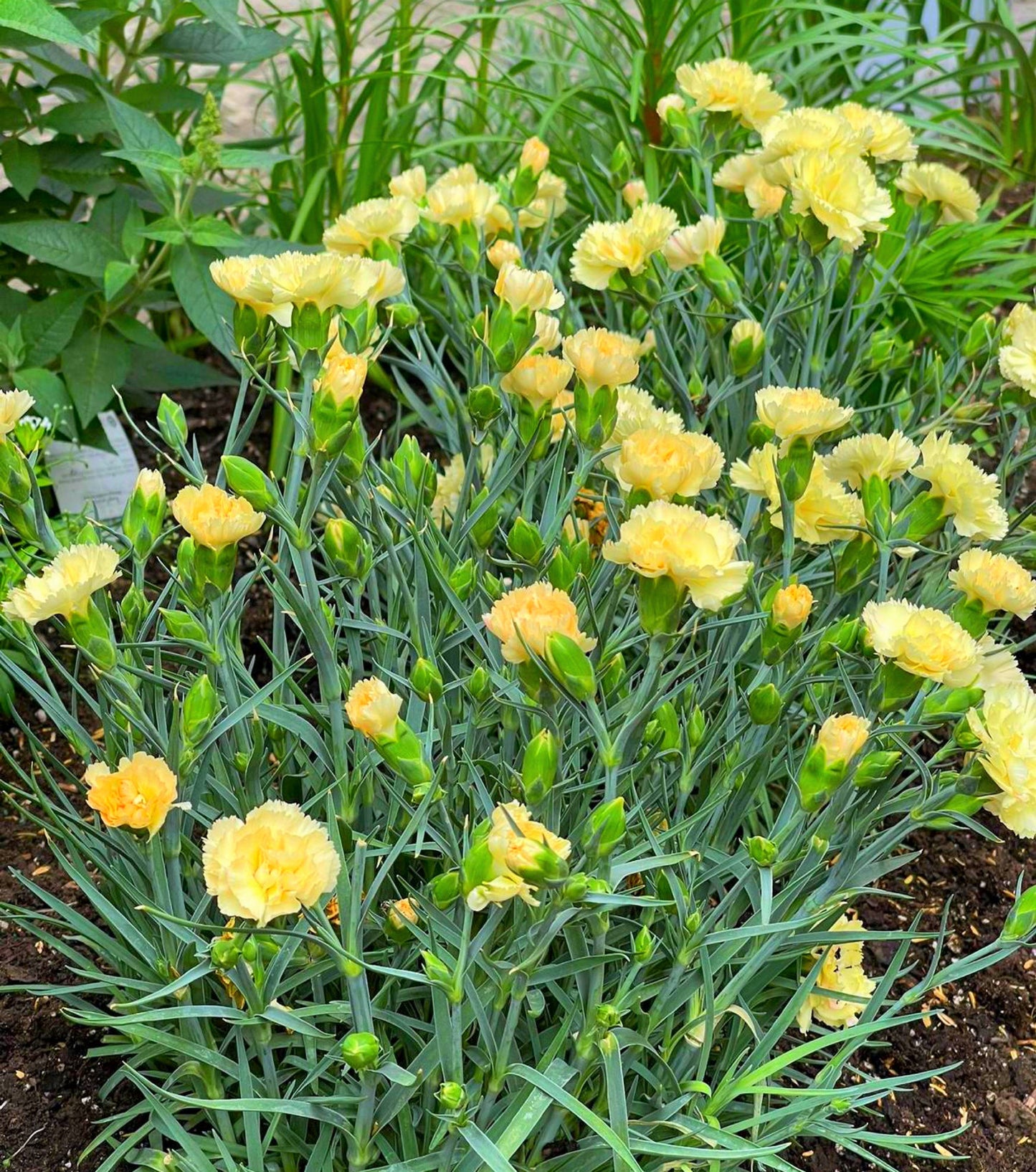 50 Yellow Carnation (Dianthus Caryophyllus ) Seeds