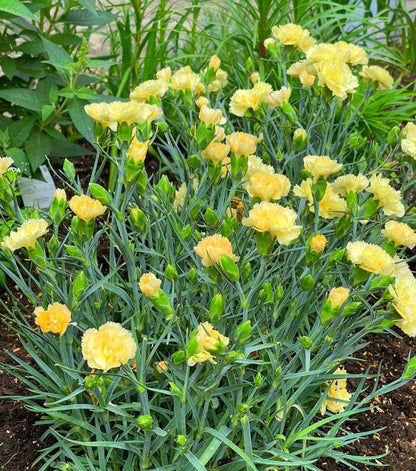 50 Yellow Carnation (Dianthus Caryophyllus ) Seeds