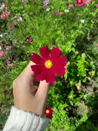 300 Cosmos Dazzler (Cosmos Bipinnatus) Seeds