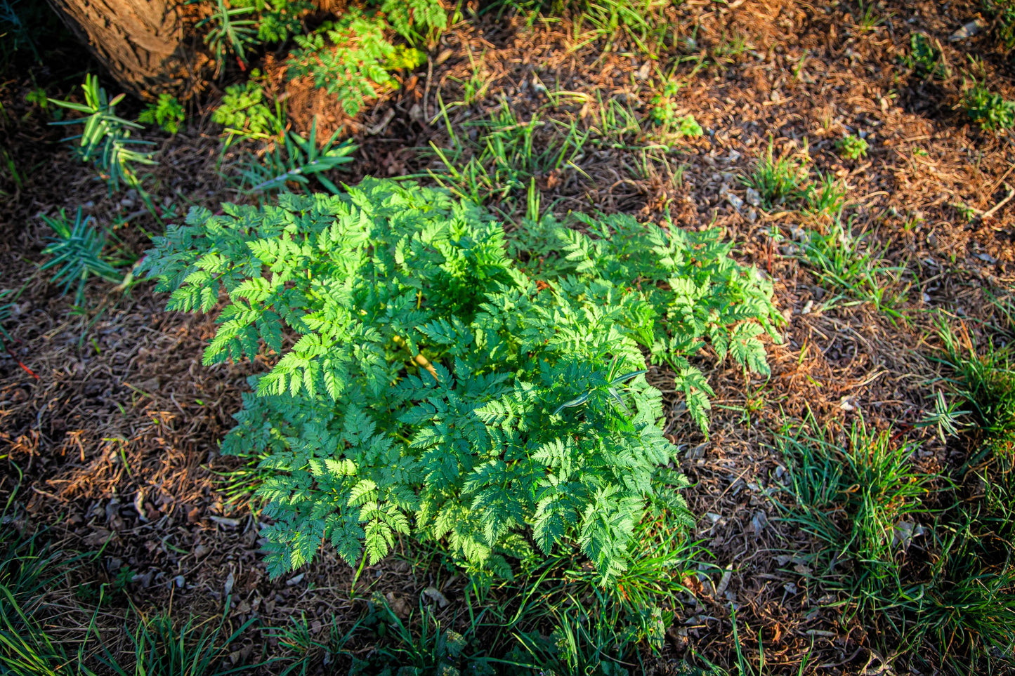 200 Brussels Winter Chervil (Anthriscus Cerefolium) Seeds