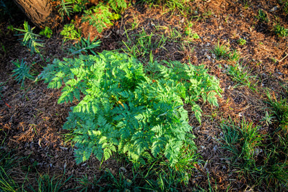 200 Brussels Winter Chervil (Anthriscus Cerefolium) Seeds