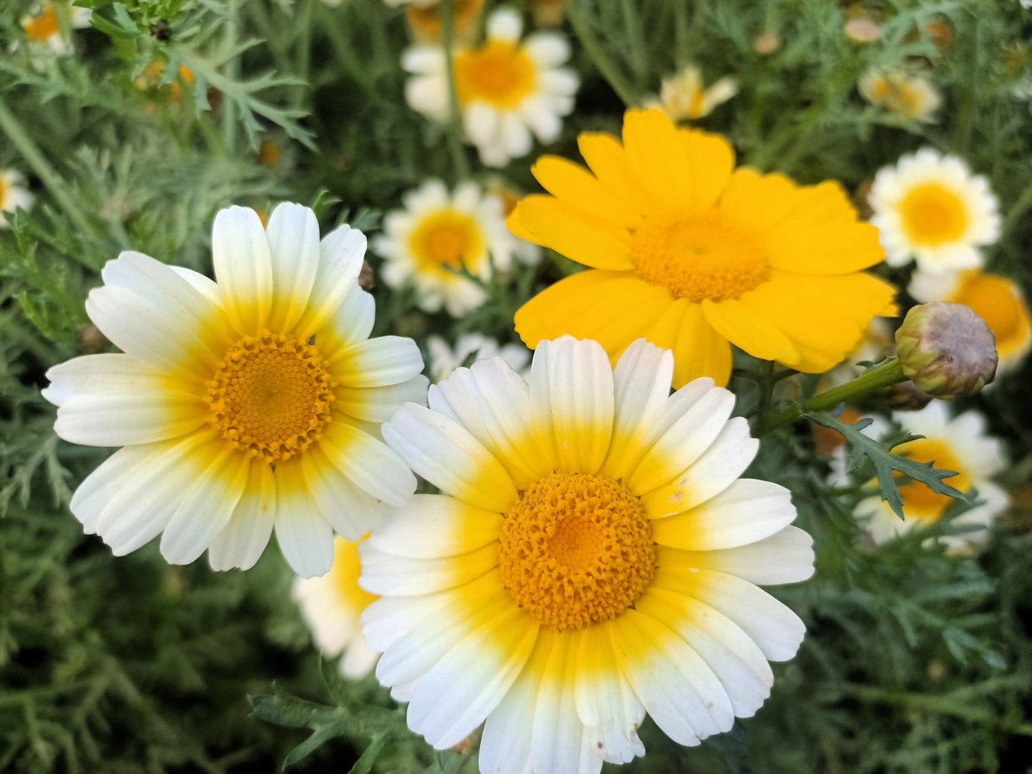 1000 Garland Crown Daisy Chrysanthemum (Coronarium Glebionis) Seeds