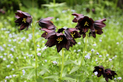 10 Chocolate Lily (Fritillaria Camschatcensis) Seeds