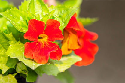 100 Twinkle Red Money Flower (Mimulus) Seeds