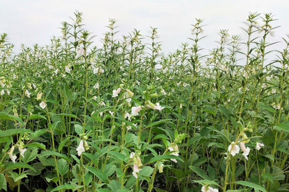 1500 Sesame Seed (Sesamum Indicum) Seeds