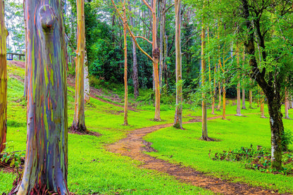 50 Rainbow Eucalyptus (Eucalyptus Deglupta) Seeds