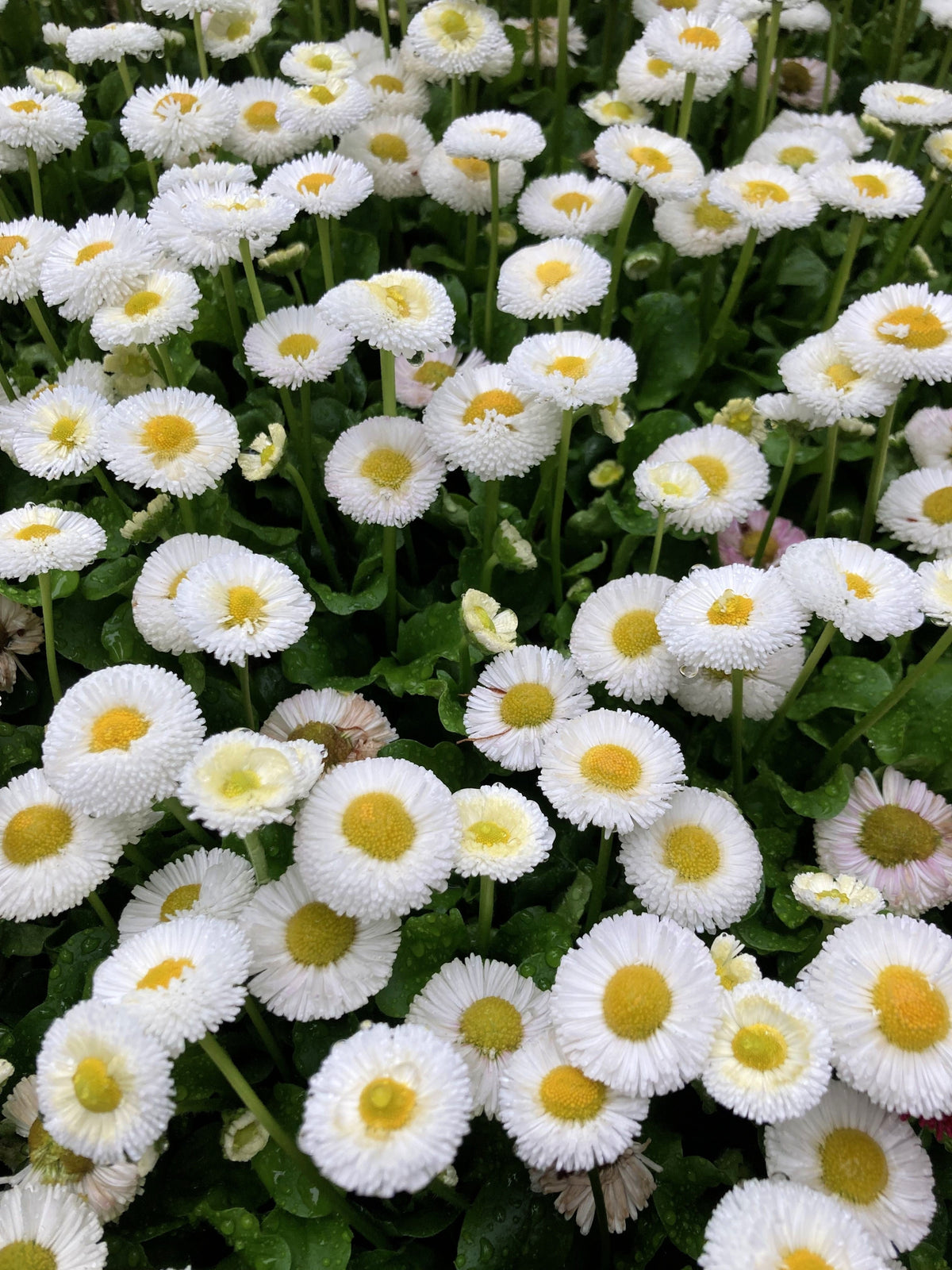 Dwarf White English Daisy (Bellis perennis) Seeds – 500 ct