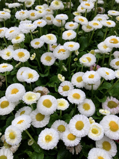 Dwarf White English Daisy (Bellis perennis) Seeds – 500 ct