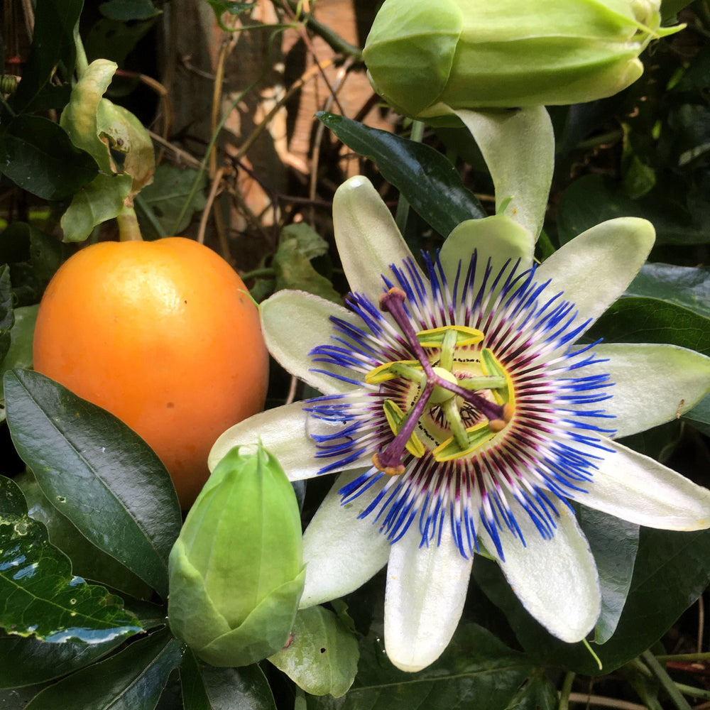 10 Passionflower / Passion fruit (Passiflora Caerulea) Seeds
