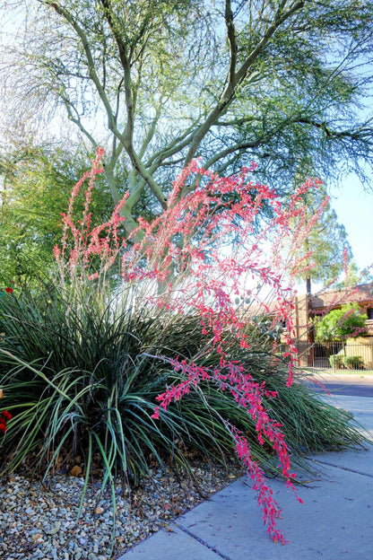 Red Yucca (Hesperaloe parviflora) Seeds – 1,000 ct