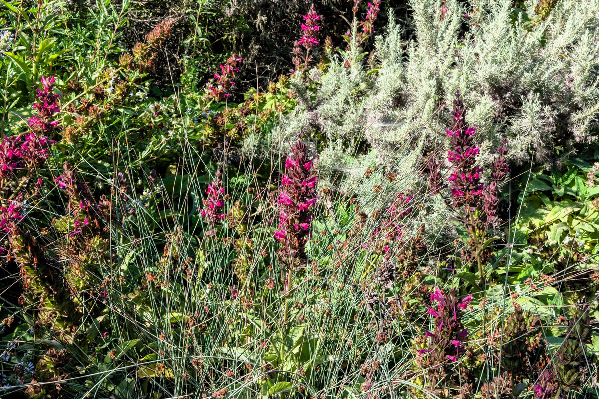 Organic Hummingbird Sage (Salvia spathacea) Seeds – 10 ct