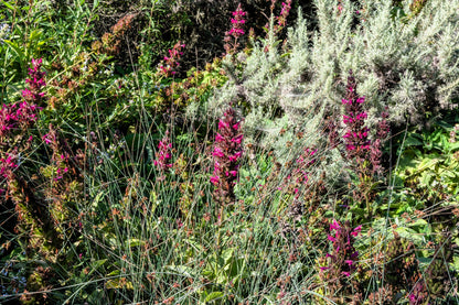Organic Hummingbird Sage (Salvia spathacea) Seeds – 10 ct
